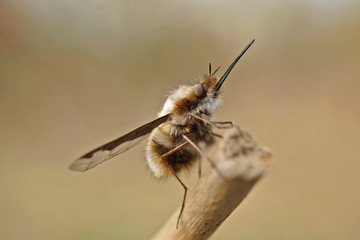 Nahansicht eines großen Wollschwebers