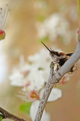 Nahansicht eines großen Wollschwebers