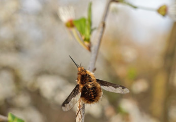 Nahansicht eines großen Wollschwebers