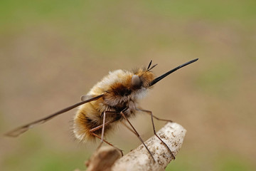 Nahansicht eines großen Wollschwebers