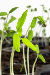 Indoor gardening - tomatoe seeding cultivated at home - close-up