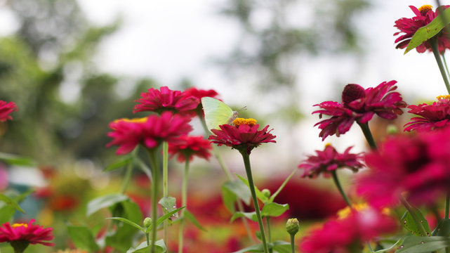 Very beautiful butterfly in Zenia flowers
