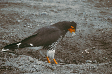 Fauna en el Cotopaxi