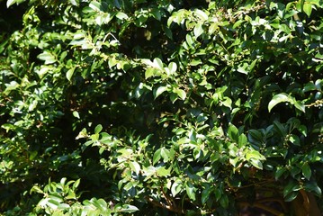 Eurya japonica flowers / Serrated leaf evergreen.