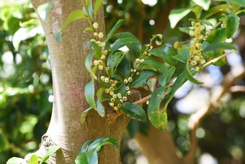 Eurya japonica flowers / Serrated leaf evergreen.