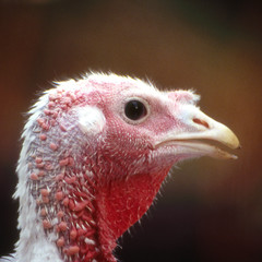 Forest Free Range Turkeys in England, United Kingdom