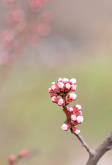 pink blossoming buds of apricot tree