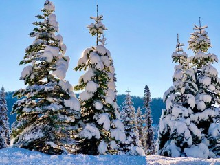 Sun peeking through snow covered evergreens, Sequoia National Park, Sierra Nevada Mountains, California
