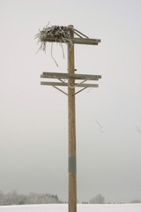 eagle nest telephone pole