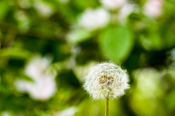 Dandelion seeds in sunlight on spring green background, macro, close-up