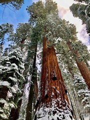 View looking up at a Giant Sequoia Tree in Sequoia National Park, South-Western Range of Sierra Nevada Mountain Range, California