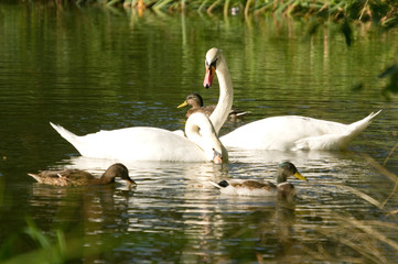 swan and cygnets
