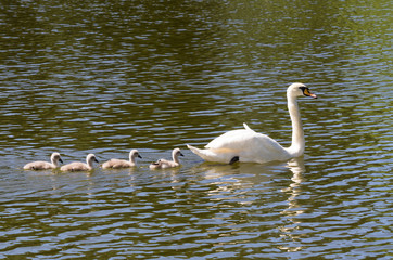white swan on the lake