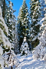 Snow-covered Baby Evergreen tree surrounded by the adult trees, the Giants at Sequoia National Park, South-Western Range of Sierra Nevada Mountain Range, California