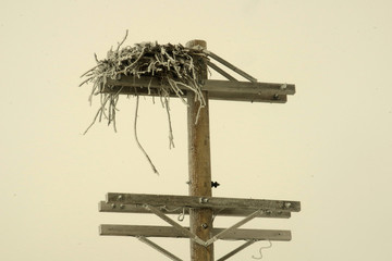 eagle nest on pole