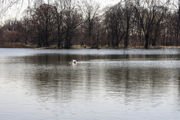 Lake in Prospect Park
