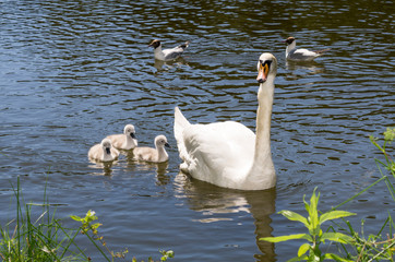 swan on lake