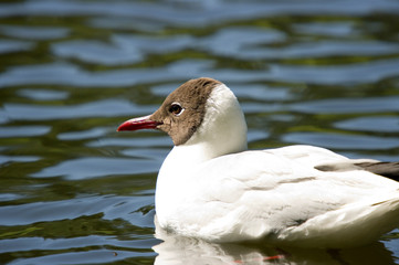 gull on lake