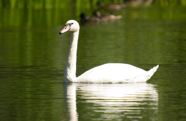 swan on lake