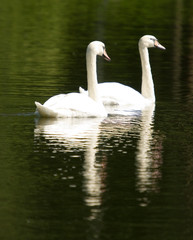 swan on lake