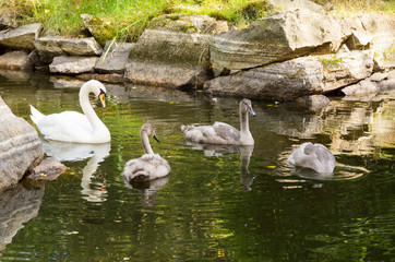 swan on lake