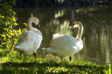 swans on the lake