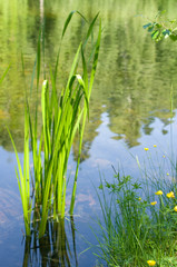 Fototapeta premium grass and water