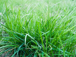 fresh green grass close up nature background