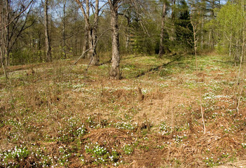 forest in spring