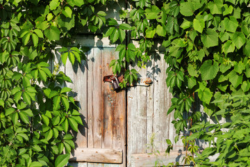 Naklejka na ściany i meble Old wooden door with vintage rusty metal lock and green leaves of wild vine