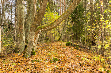 autumn in the forest