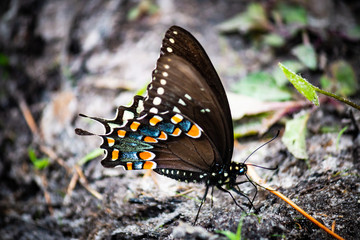 Swallowtail