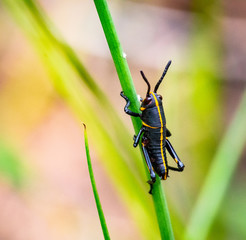 Eastern lubber grasshopper nymph