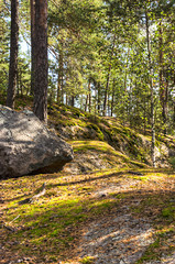 road in forest