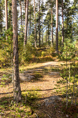 path in forest
