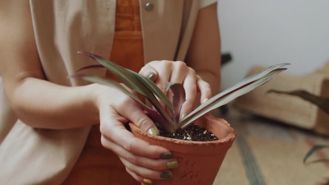Tilt up shot of beautiful woman in glasses holding flowerpot and pressing soil around plant while working in indoor garden at home