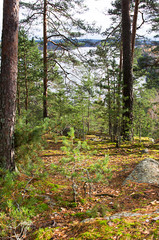 Fototapeta premium path in the forest