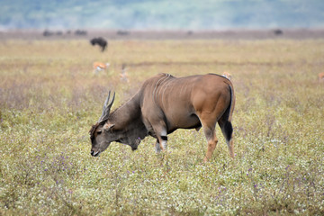 Naklejka na ściany i meble Greater kudu in Ngorongoro Conservation Area, Tanzania