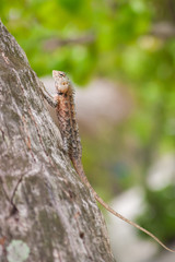 Bearded Dragon sitting on a tree