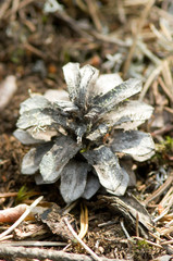 pine cone