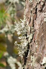Fototapeta premium tree in spring