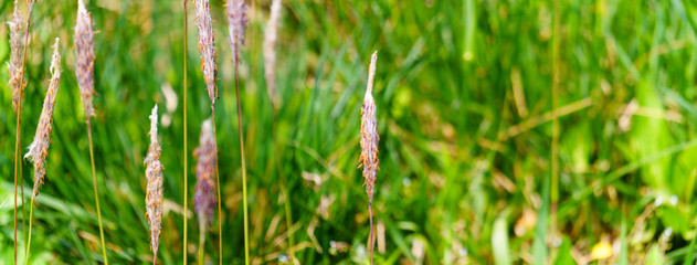 closeup of green grass