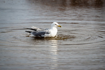 Seagulls in the springtime nice sunny day 