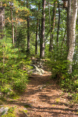 path in the forest