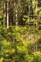 Fototapeta premium trees in the forest