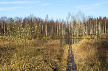 tall grass and blue sky