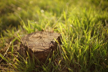 dry stump in cracks among green grass in a sunny garden