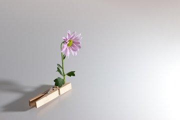 Creative hipster spring flower design composition of flower clamped in wooden clothespins with copy space for text on white background
