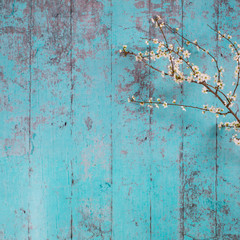 Lovely white cherry blooms on the branches. They are blooming before they get the leaves. On the green wooden background