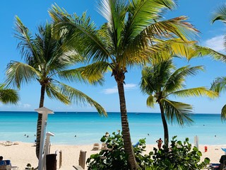 palm trees on the beach